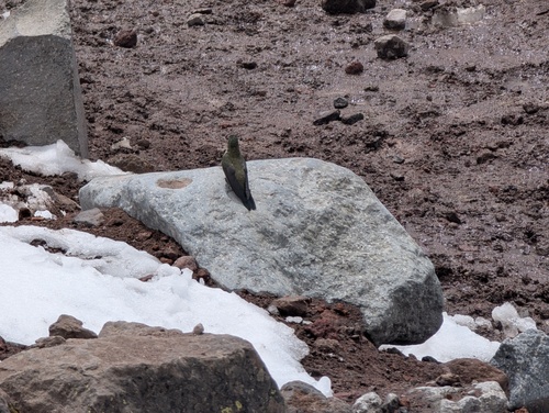 Ecuadorian Hillstar (Oreotrochilus chimborazo)