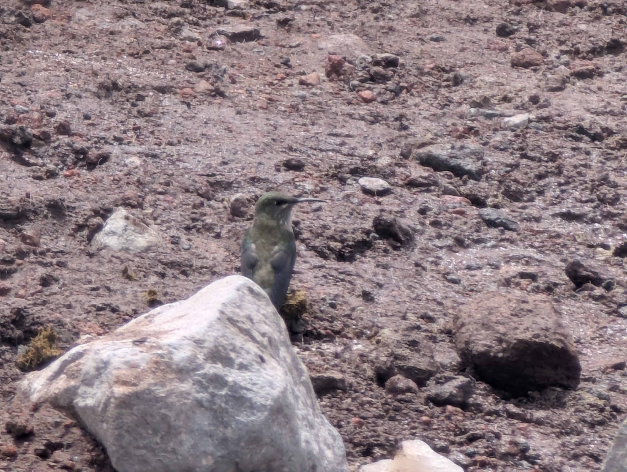 Ecuadorian Hillstar (Oreotrochilus chimborazo), photo 2