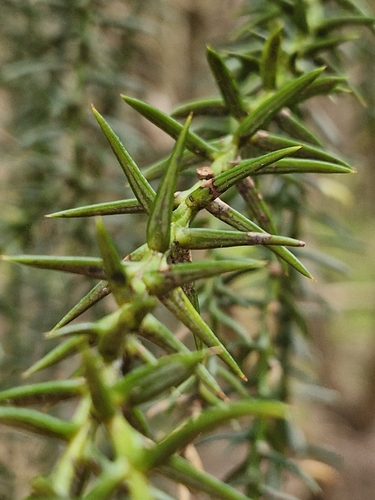 Image of Athrotaxis selaginoides by (c) ronavery, some rights reserved (CC BY)