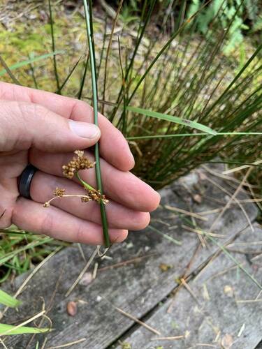 Juncus effusus observed 2024-08-12