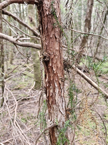 Image of Athrotaxis selaginoides by (c) ronavery, some rights reserved (CC BY)