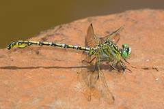 Ceratogomphus pictus