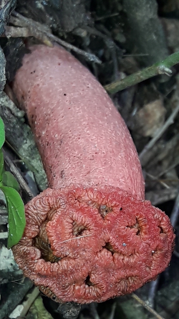 Lysurus sphaerocephalus · January 2025 · photo: © analiabelaus (iNaturalist, cc0)