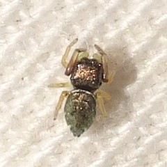 Zygoballus rufipes