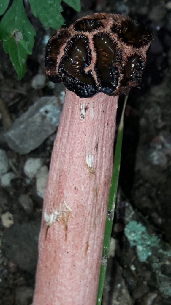Lysurus sphaerocephalus · January 2025 · photo: © analiabelaus (iNaturalist, cc0)