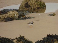 Charadrius hiaticula