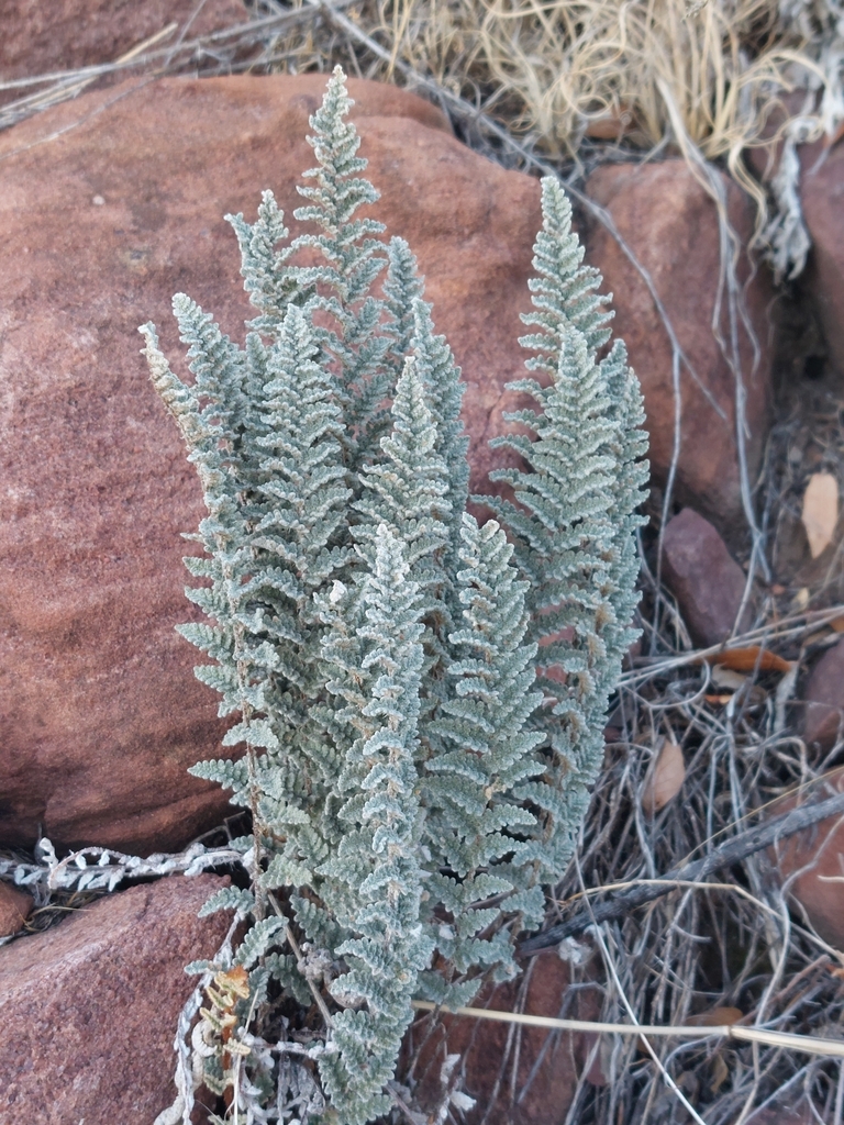 Eaton's lipfern