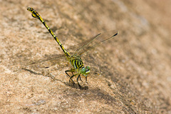 Ceratogomphus pictus
