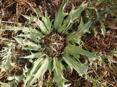 Carlina acanthifolia