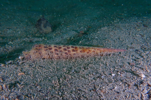 Terebra achates