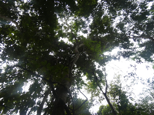 Image of Lonchocarpus Castilloi (Lonchocarpus castilloi) by (c) Fabian Orozco, some rights reserved (CC BY)