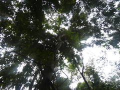 Lonchocarpus castilloi, photograph (c) Fabian Orozco, some rights reserved (CC BY)