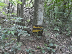 Lonchocarpus castilloi