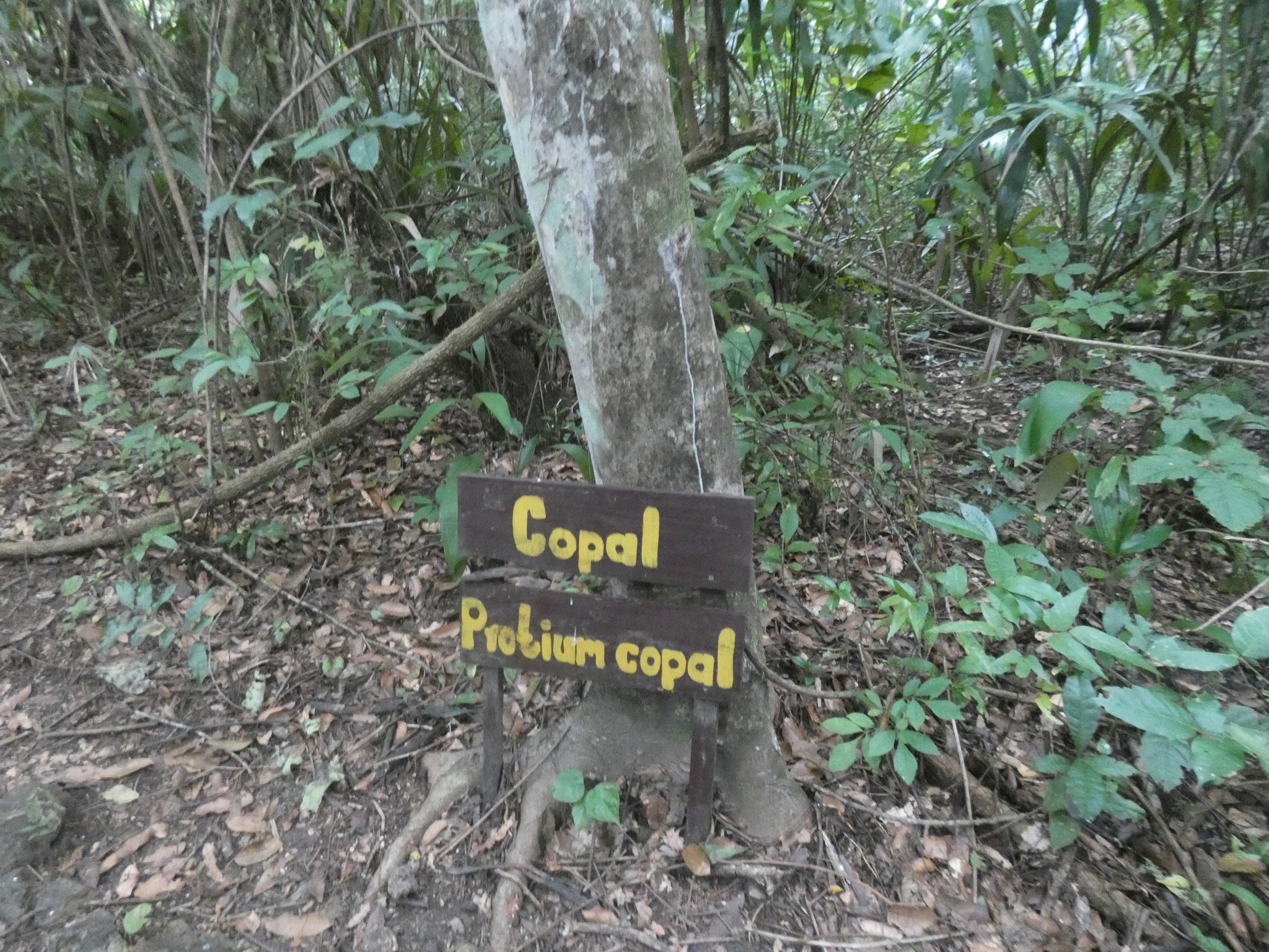 Copal (Protium copal)