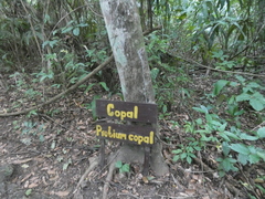 Protium copal, photograph (c) Fabian Orozco, some rights reserved (CC BY)