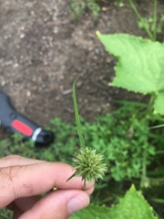 Cyperus lupulinus