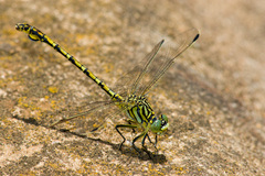Ceratogomphus pictus