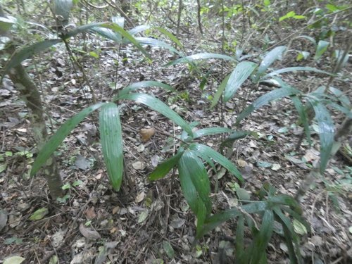 Mountain pimento palm (Schippia concolor)