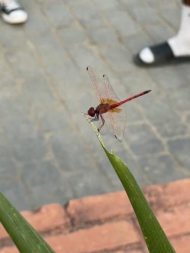 Red-veined Dropwing