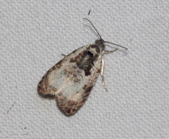 Olethreutes malana