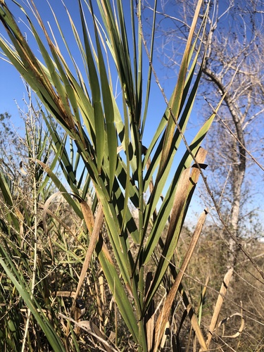 iNaturalist observation photo of giant reed