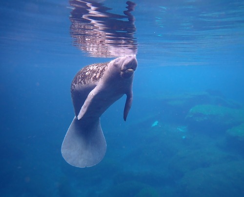 Manatí del Caribe (Trichechus manatus)