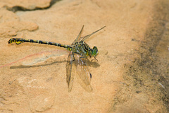 Ceratogomphus pictus