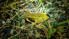 Polypedates leucomystax