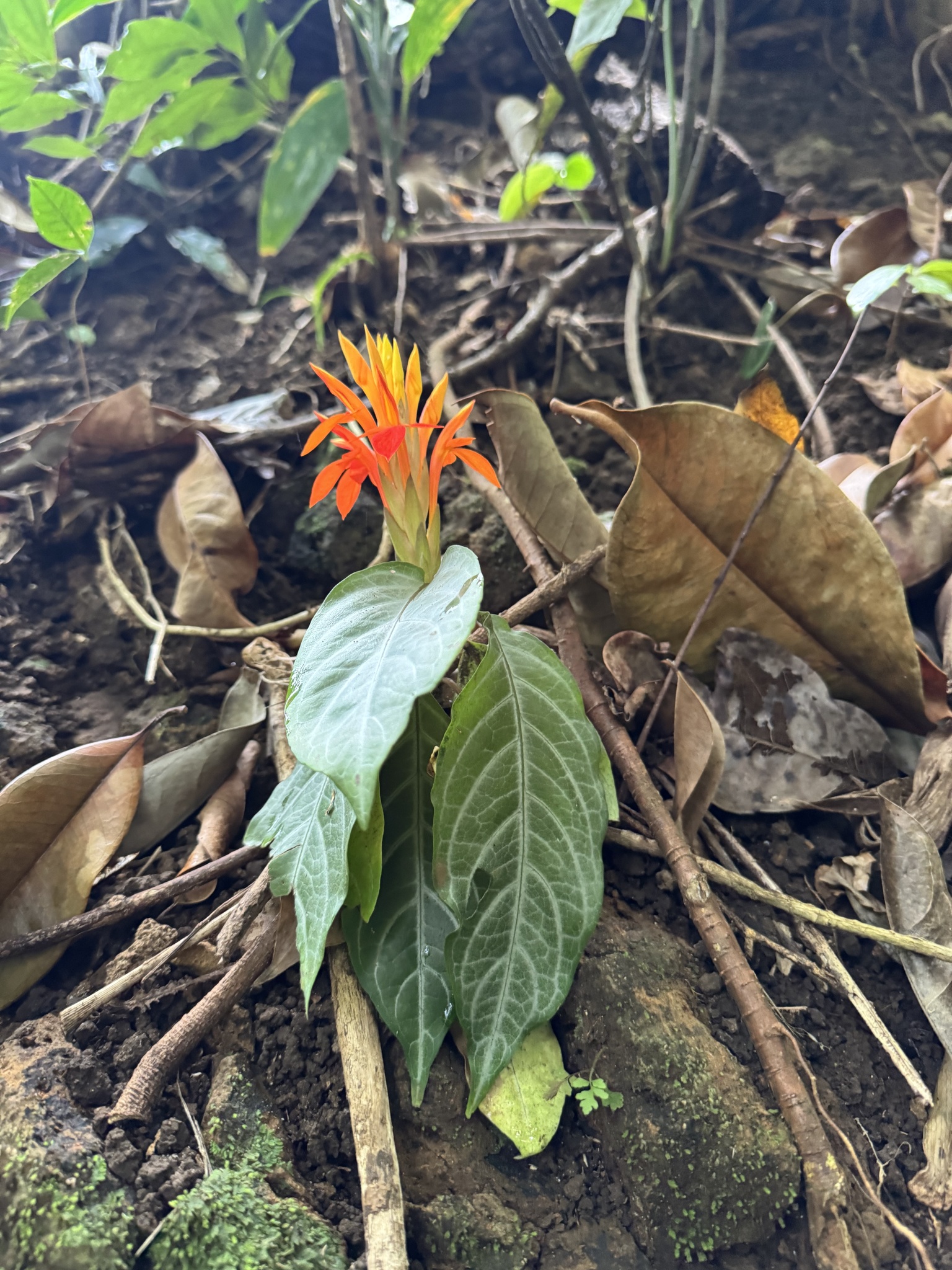 Imagem de Afelandra-laranja