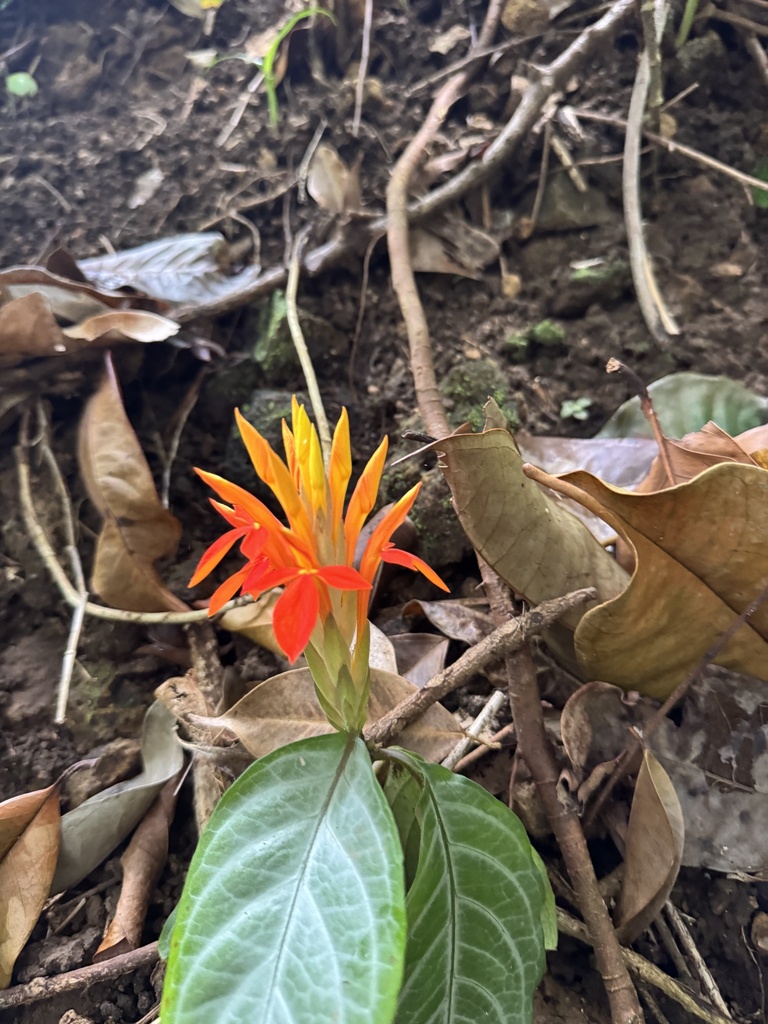 Foto de Afelandra-laranja