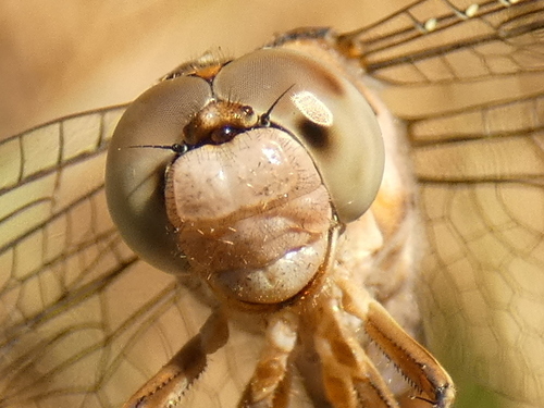 Southern Skimmer