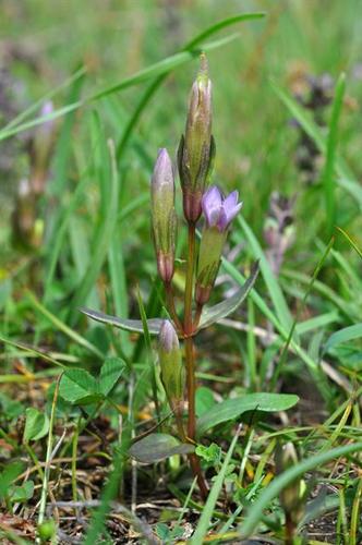 Dune Gentian