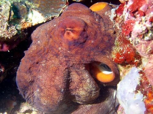 Day Octopus