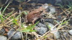 Duttaphrynus melanostictus