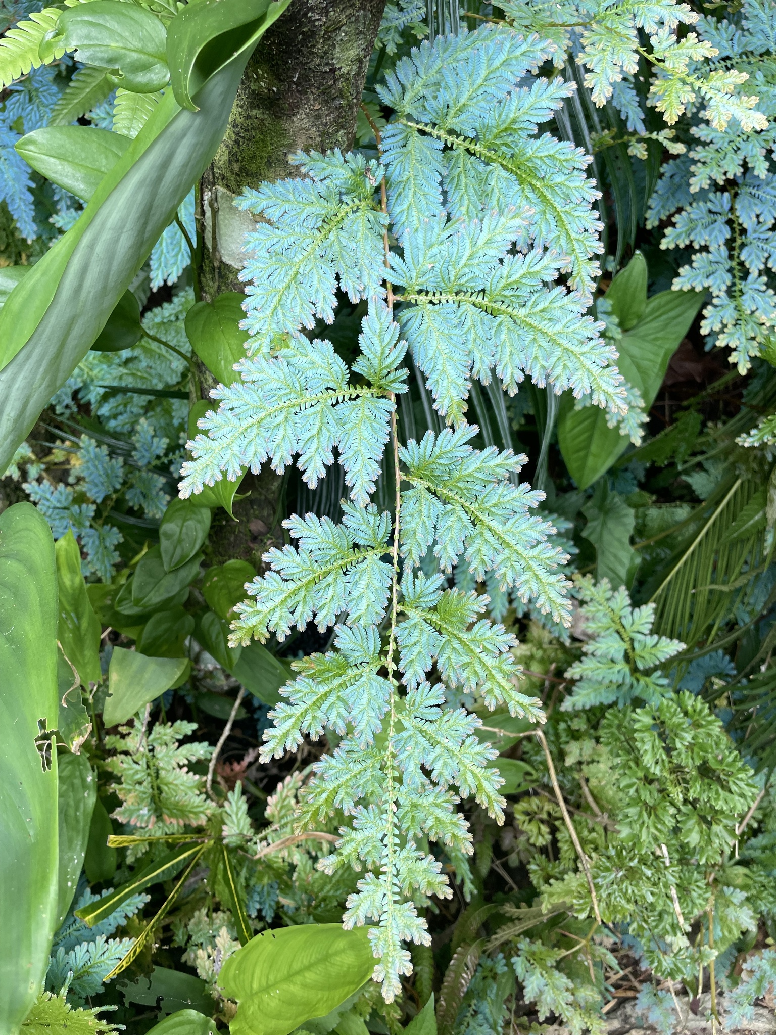 Imagem de Samambaia-azul