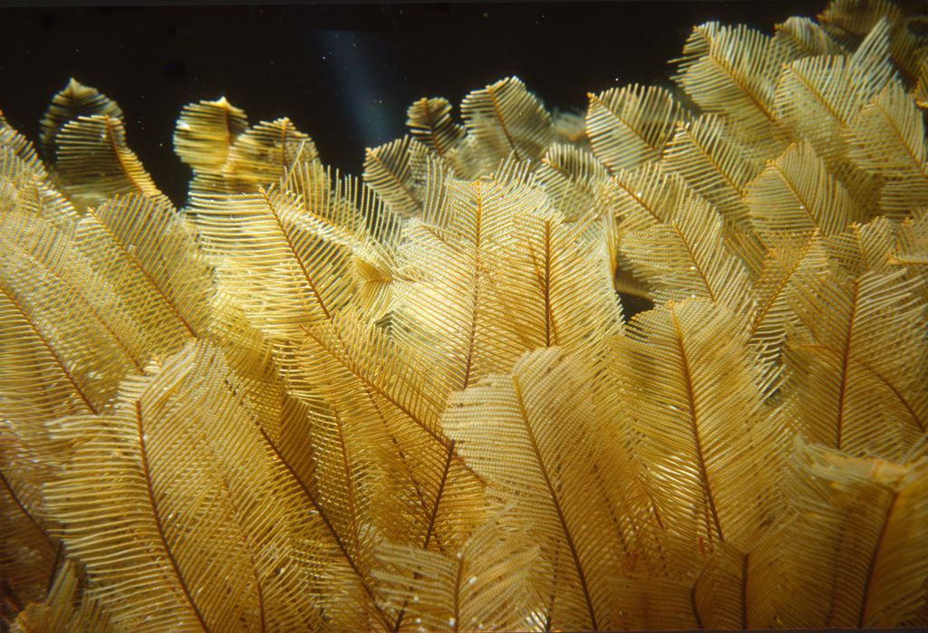 Aglaophenia ctenata