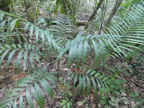 Chamaedorea elegans