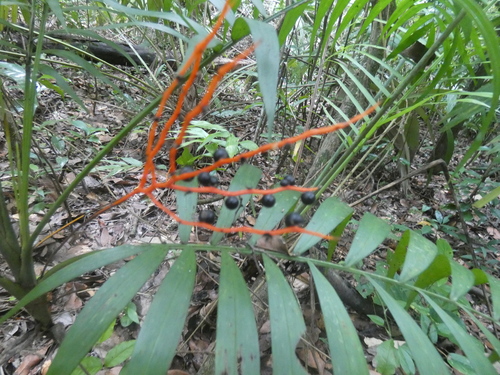 Image of Chamaedorea elegans by (c) Fabian Orozco, some rights reserved (CC BY)