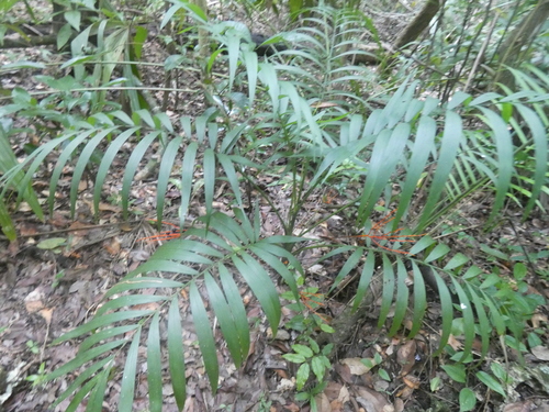 Chamaedorea elegans