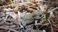 Duttaphrynus melanostictus