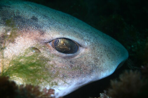 Draughtsboard shark (Cephaloscyllium isabellum) — Scyliorhinidae — 4