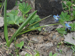 Scilla rosenii