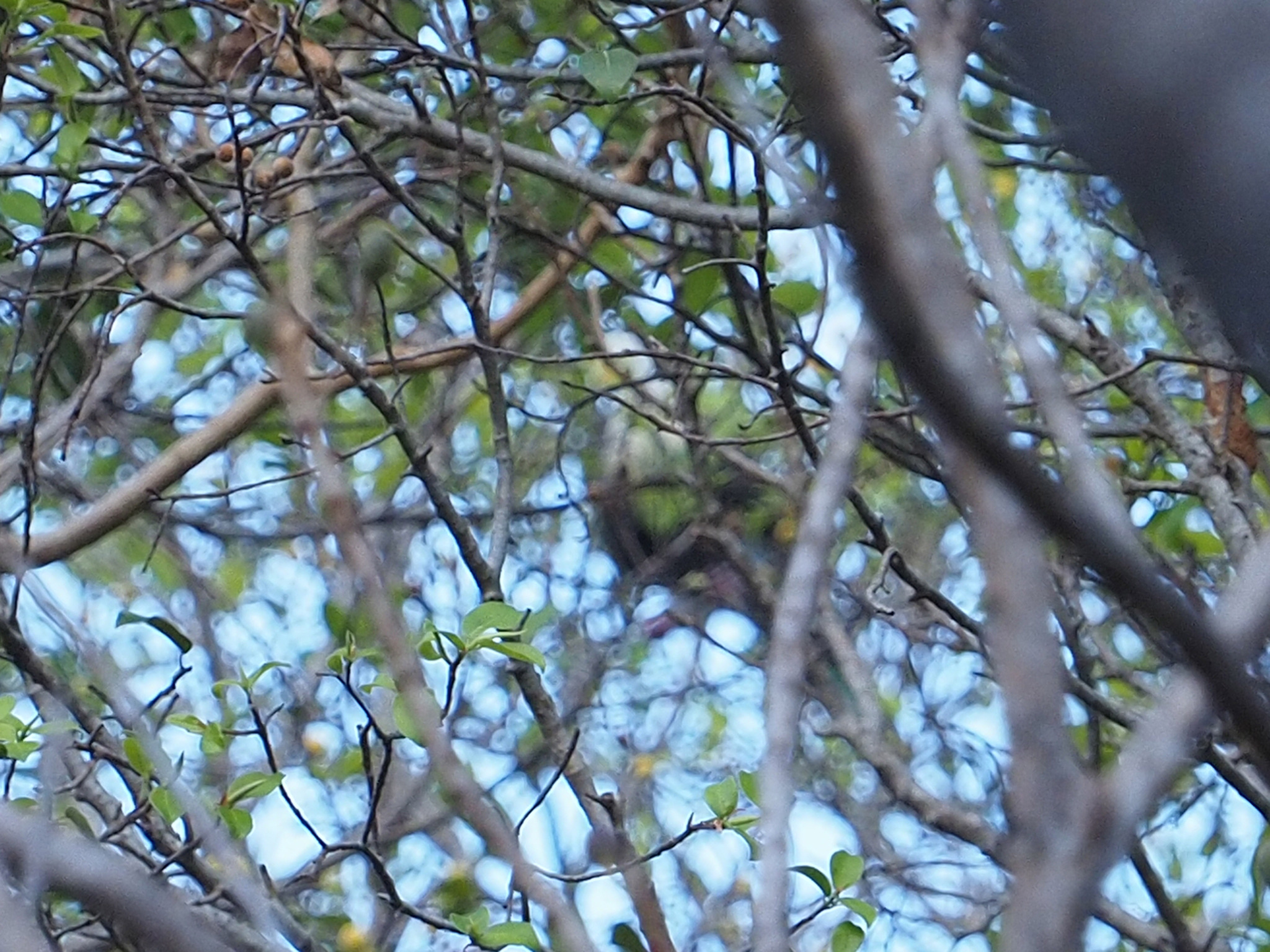 Black-banded Fruit Dove (Ptilinopus alligator), photo 4