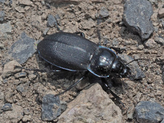 Zabrus aurichalceus
