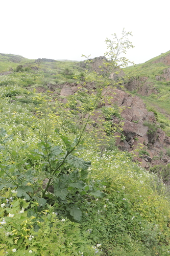 Image of Nicotiana paniculata by (c) Paúl Gonzáles, some rights reserved (CC BY)