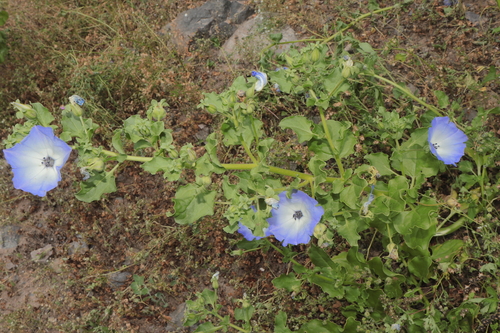 Image of Nolana humifusa by (c) Paúl Gonzáles, some rights reserved (CC BY)