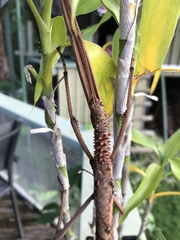 Acrophylla enceladus