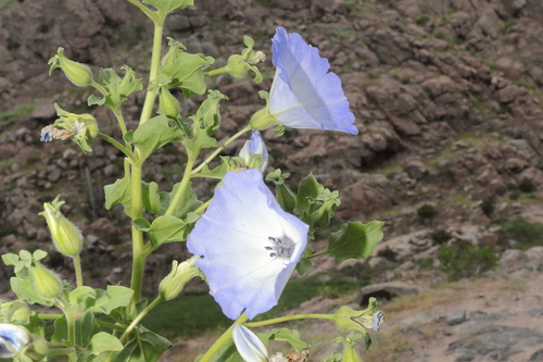 Image of Nolana humifusa by (c) Paúl Gonzáles, some rights reserved (CC BY)