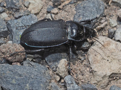 Zabrus aurichalceus