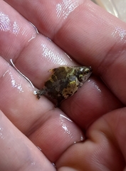 Tiete Pacu photo 3
